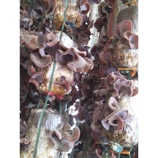 phôi nấm mèo (mộc nhỉ)