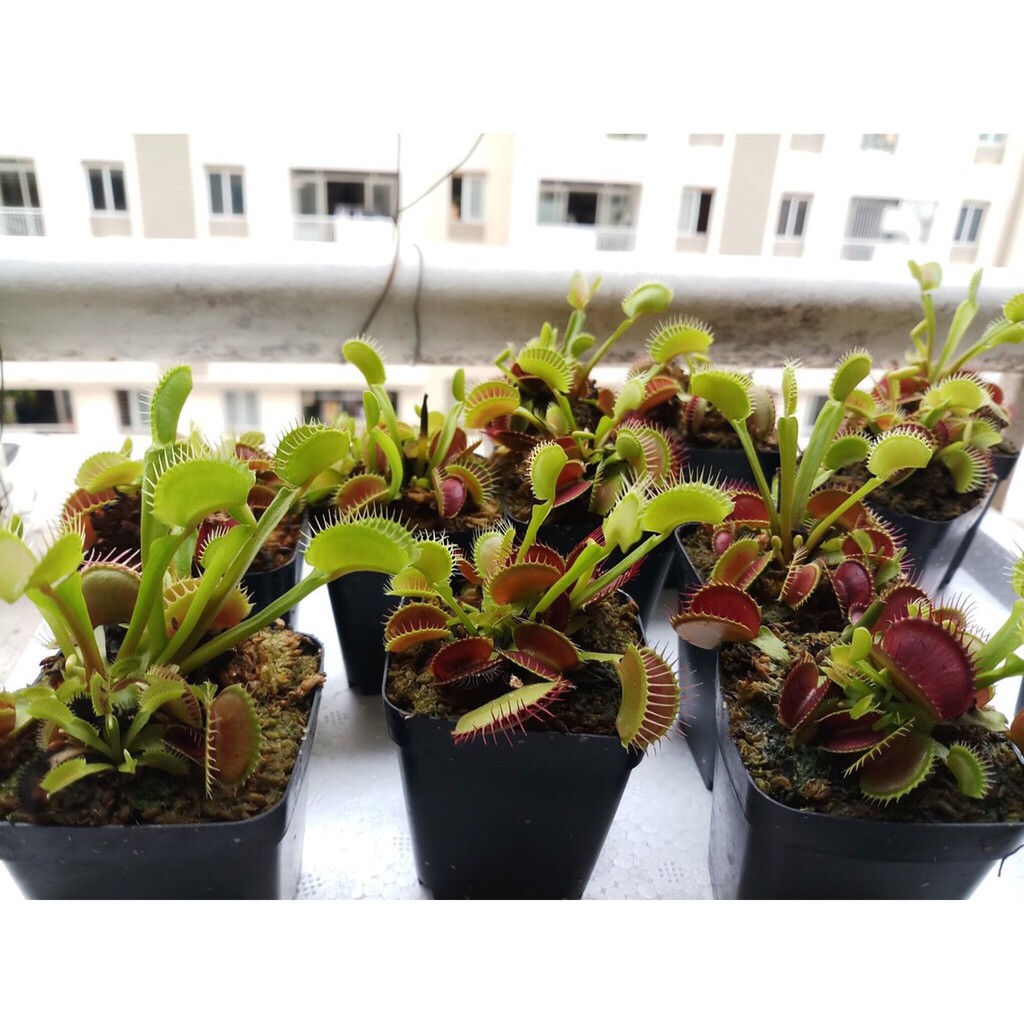 Cây bẫy mồi , bẫy kẹp , cây bắt mồi Venus Flytrap