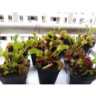 Cây bẫy kẹp , cây bắt mồi Venus Flytrap
