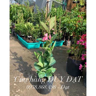 Cây hồng anh dây leo - dây leo đẹp, cho hoa quanh năm
