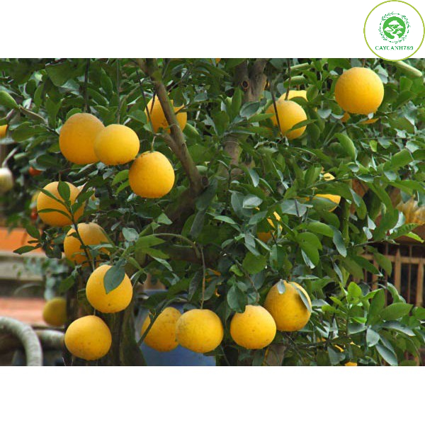 Cây bưởi Diễn cao 70cm cho quả siêu sớm