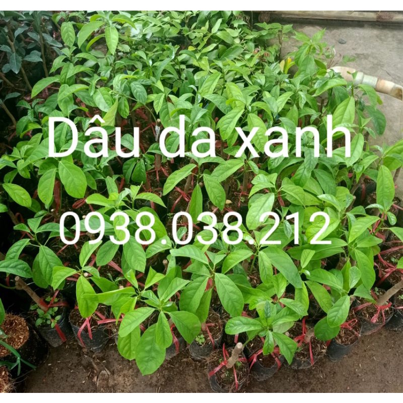 CÂY DÂU DA XANH