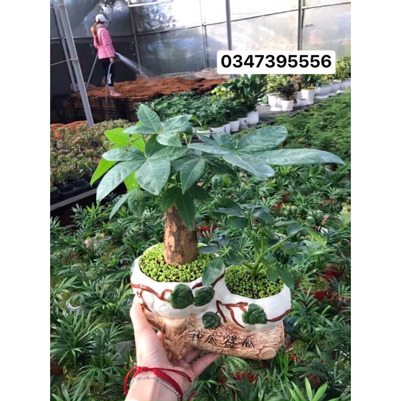Chậu sứ đôi trồng cây