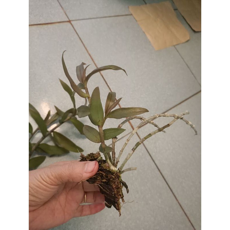 Combo 3 cây giống lan giả hạc pháp