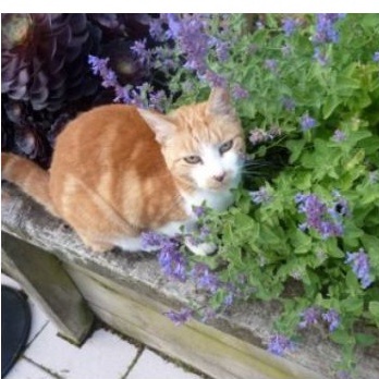 Gói 50 Hạt Giống Cỏ Mèo/ Bạc Hà Mèo Catnip KHUYẾN MẠI SHOP MỚI GIÁ SỈ