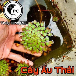 Cây Ấu Thái Trang Trí Hồ Cá - Phụ kiện trang trí hồ cá cảnh , thủy sinh , tiểu cảnh , hòn non bộ giá rẻ