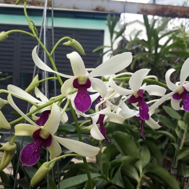 Lan Denro nắng bà liễu xưa