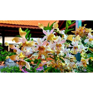 DENRO NẮNG BÒ 7 MÀU