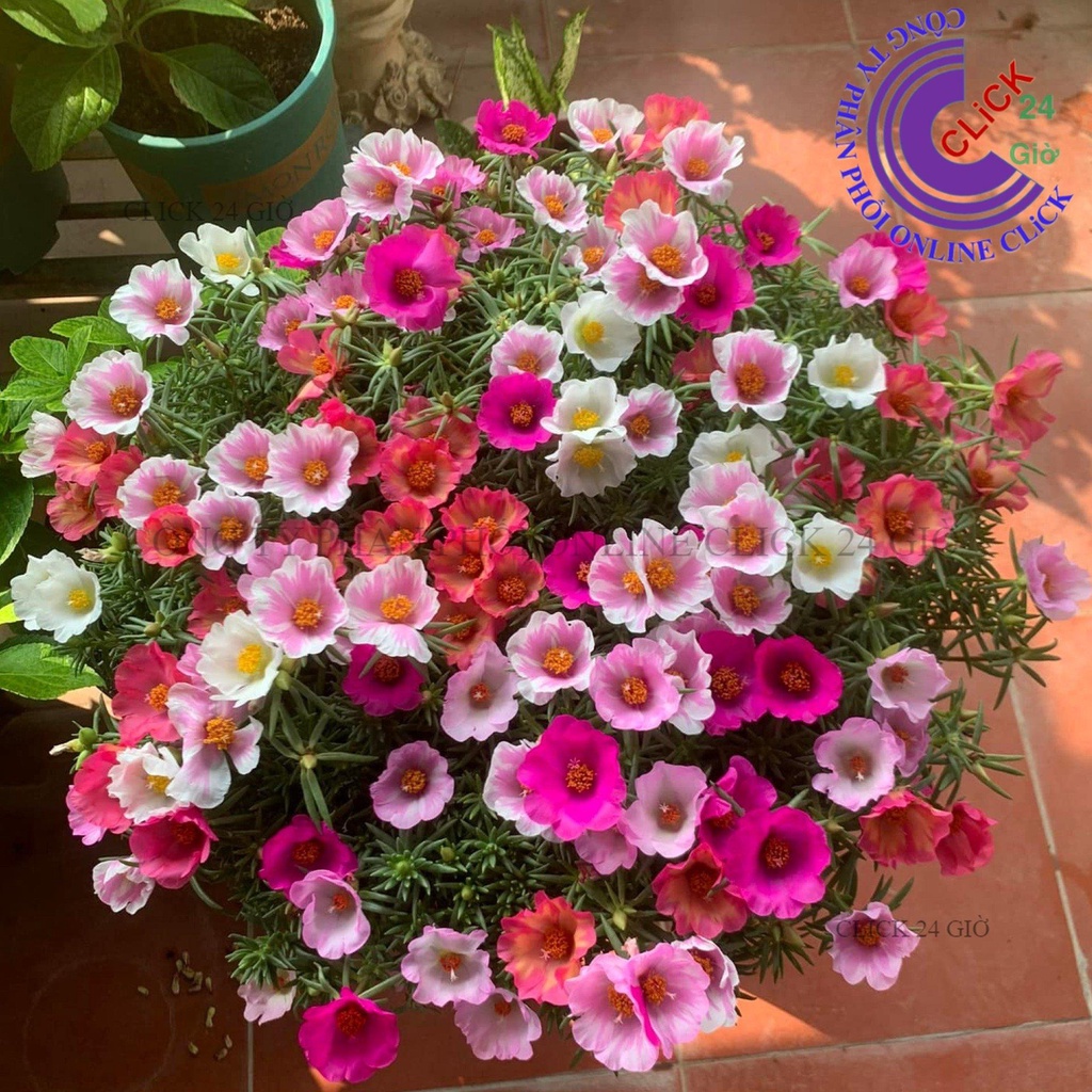 1 Ký Cành Giống Hoa Mười Giờ MỸ ĐƠN ĐỦ 7 MÀU Hoa To Nở Cả Ngày Cành Tơ Siêu Khỏe MiMa market