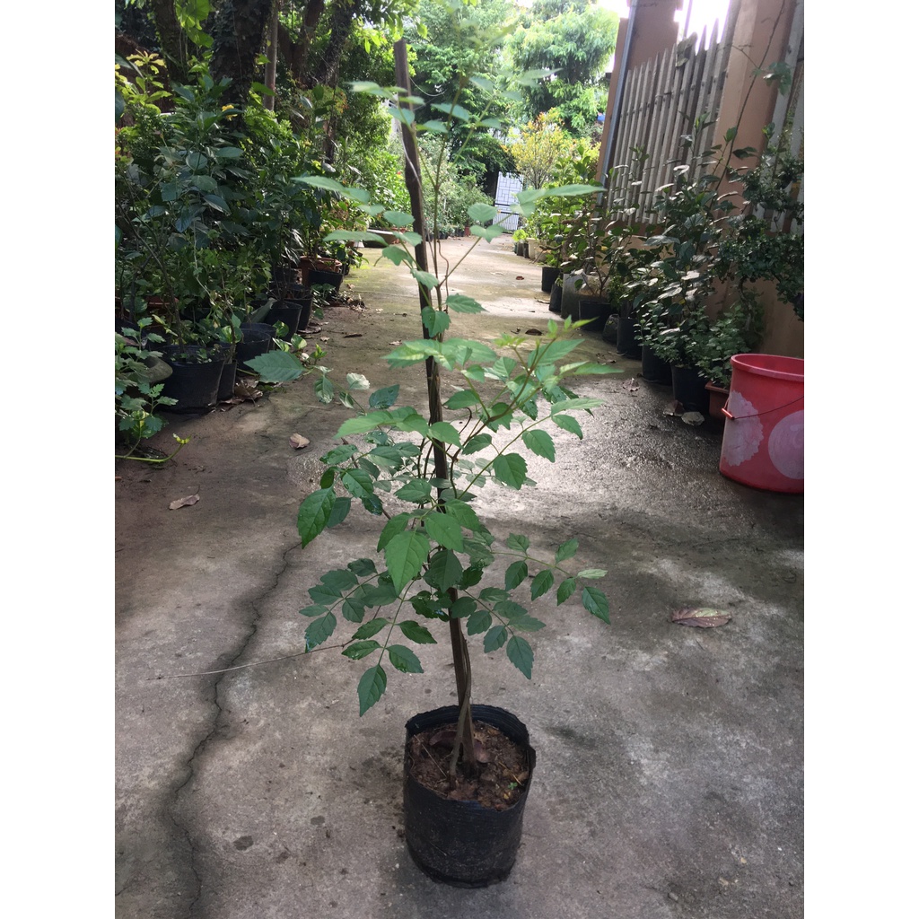 Cây hoa đăng tiêu-Lan tiêu  cây hoa mùa hè