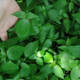 Lá cẩm tím sấy khô