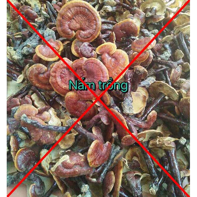 Nấm Lim Xanh - 100g cam kết  lấy trong rừng kontum | BigBuy360 - bigbuy360.vn