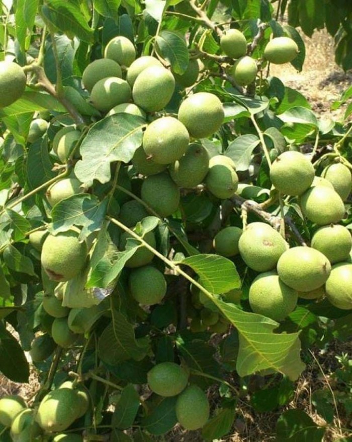Cây giống óc chó hàng chuẩn f1