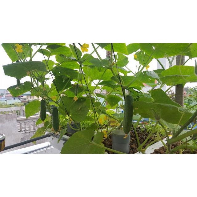 Hạt Giống Dưa Leo Bao Tử ( gói 10 hạt)