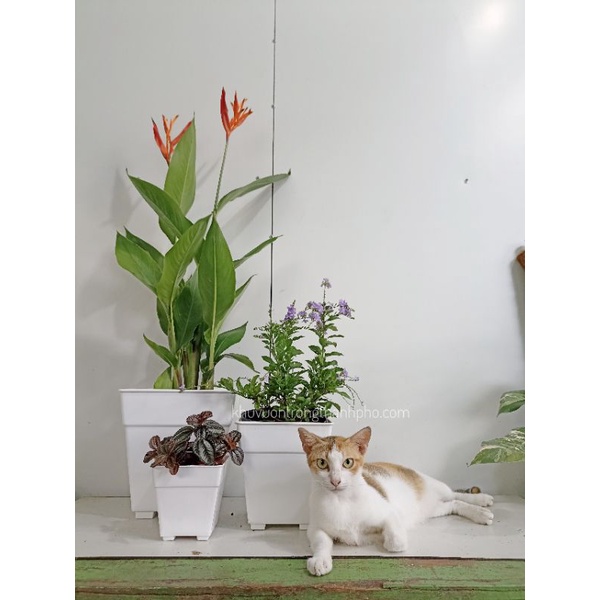 Cây chuối mỏ két hoa đỏ