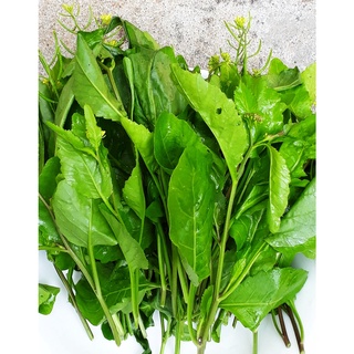 100 Hạt giống rau cải trời (cải hoang)