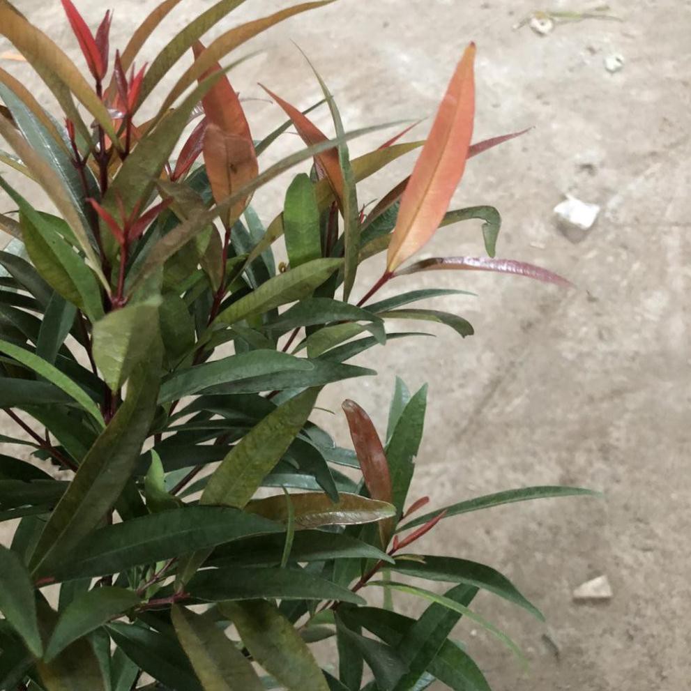 Cây hồng lộc size to, chiều cao 40-50cm lá mướt đẹp cắt tỉa sum suê dễ trồng thích hợp trang trí cảnh quan sân vườn