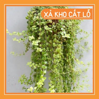 cây vẩy rồng dạng leo bao đẹp chậu nhựa