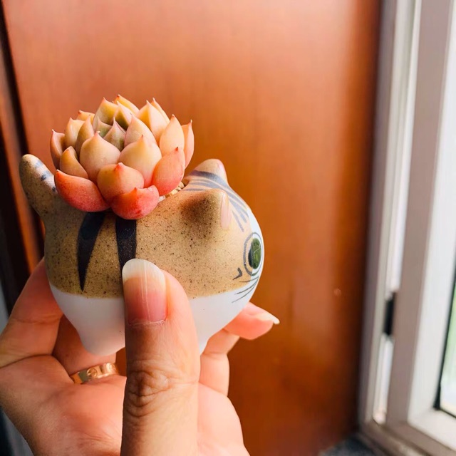 Chậu mini sét theo hình
