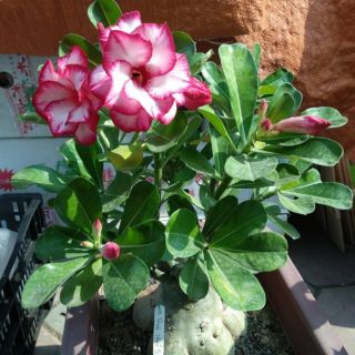 HẠT SỨ THÁI KÉP 10 HẠT 10 MÀU NHƯ HÌNH