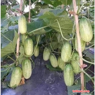 Hạt giống dưa chuột mèo