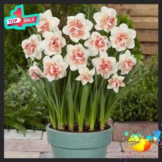 🍀bao chất🍀 củ hoa thủy tiên đất hoa tết