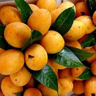 Cây giống thanh trà