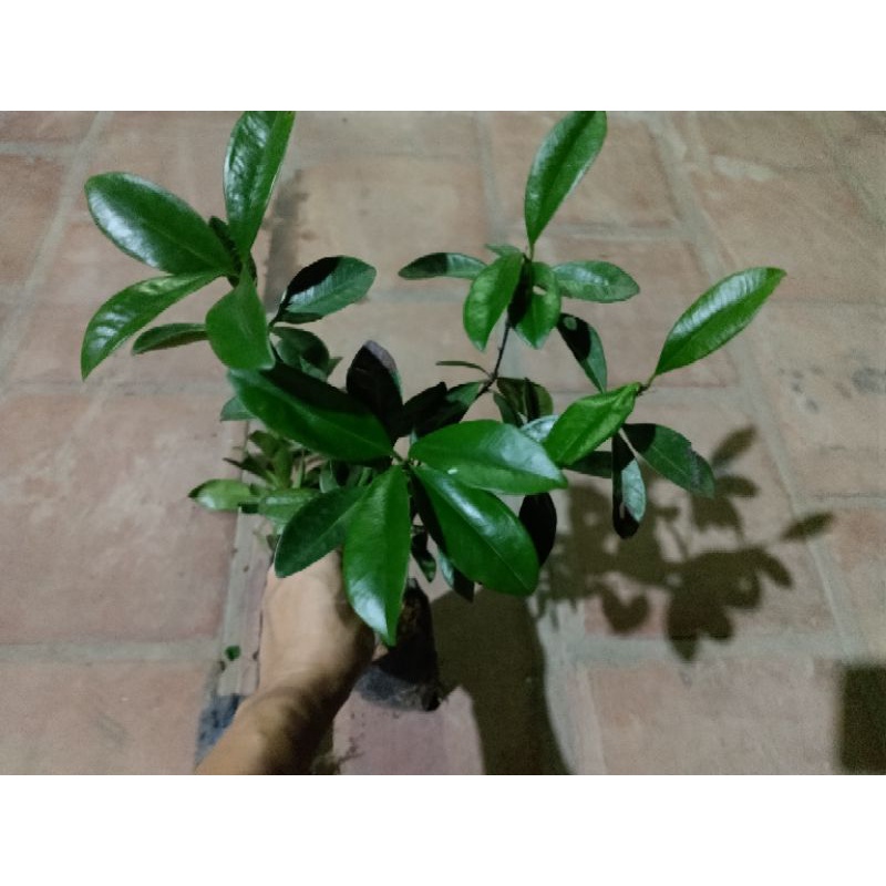 Cây Chery chịu nhiệt. Cây bán cao cao 40.50cm