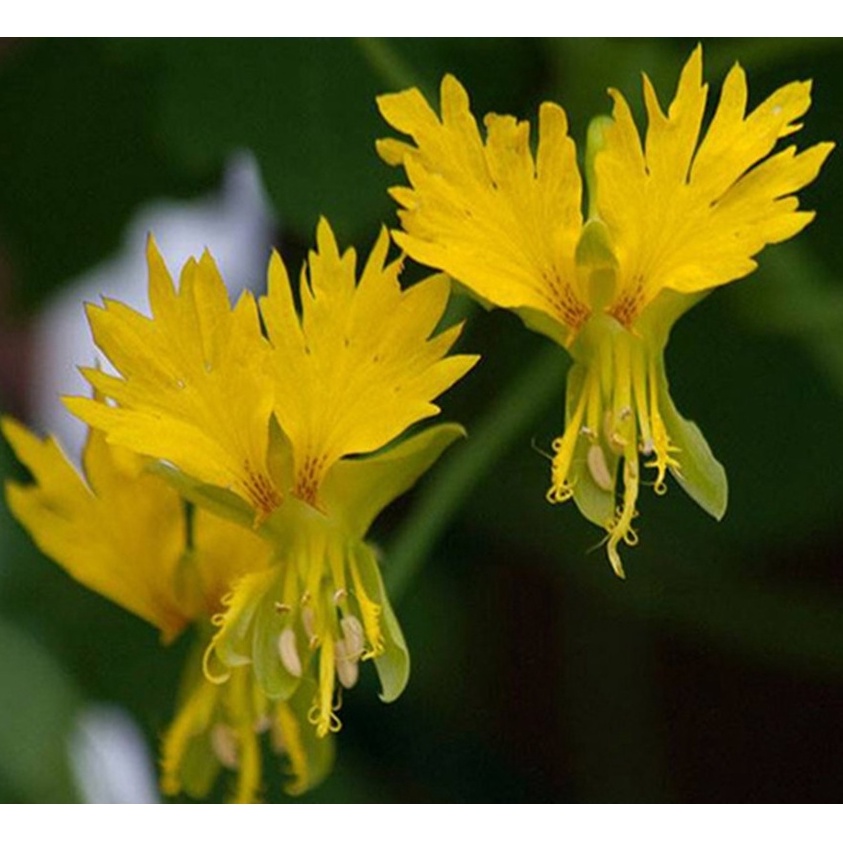 Hạt giống Hoa Cánh Phượng Leo - 4 Hạt ( tặng kèm thuốc kích mầm ra rễ)