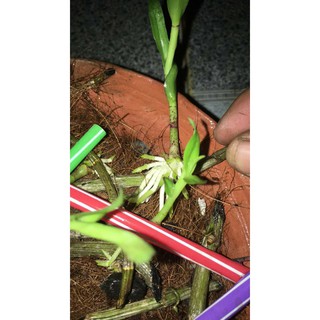 KÍCH RỄ CHO CÂY HÀNG THÁI LAN