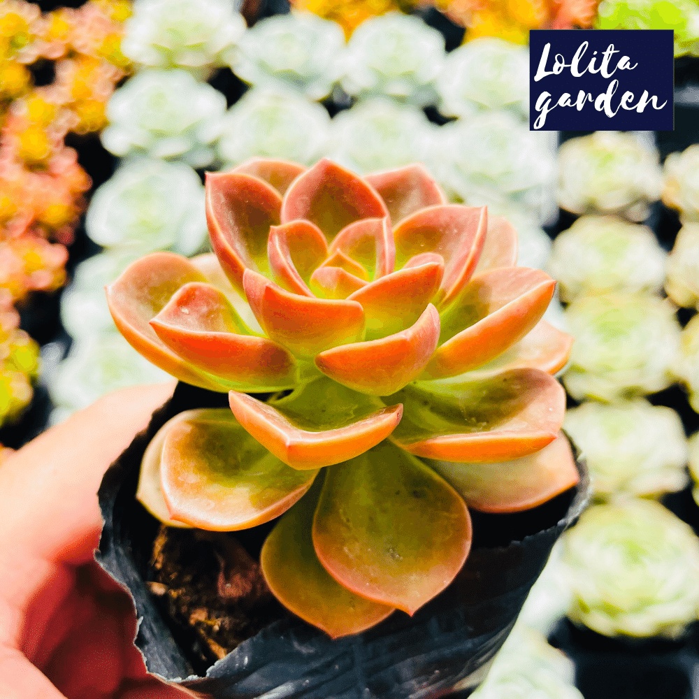 Sen đá nhật nguyệt Đà Lạt size bé cây cảnh trang trí nhà cửa Lolita garden