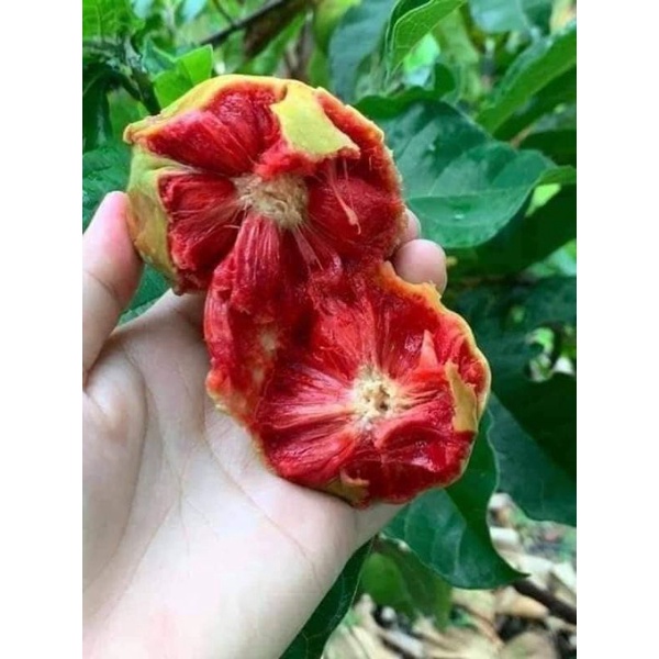 Cây giốngchay ăn quả cao 15.20cm