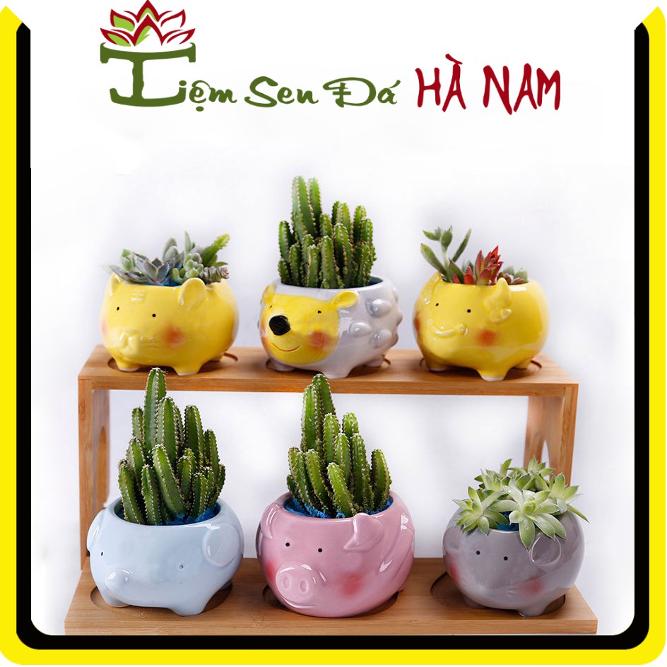 [SIEU HOT] Chậu cây trồng sen đá, xương rồng, tiểu cảnh 🌵FREESHIP🌵 Chậu gốm thủ công hình con vật dễ thương, siêu đẹp.