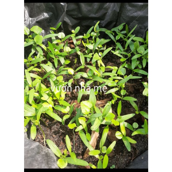 30 Hạt giống cây sương sâm trơn