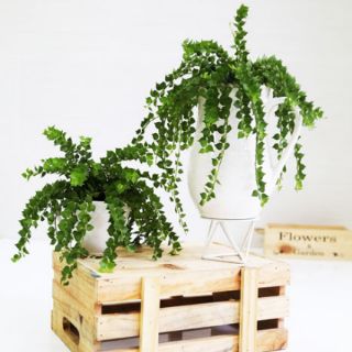 Lan Tim chậu nhựa dây treo