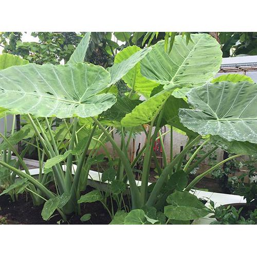Bạc Hà Nấu Canh Chua Không Chậu