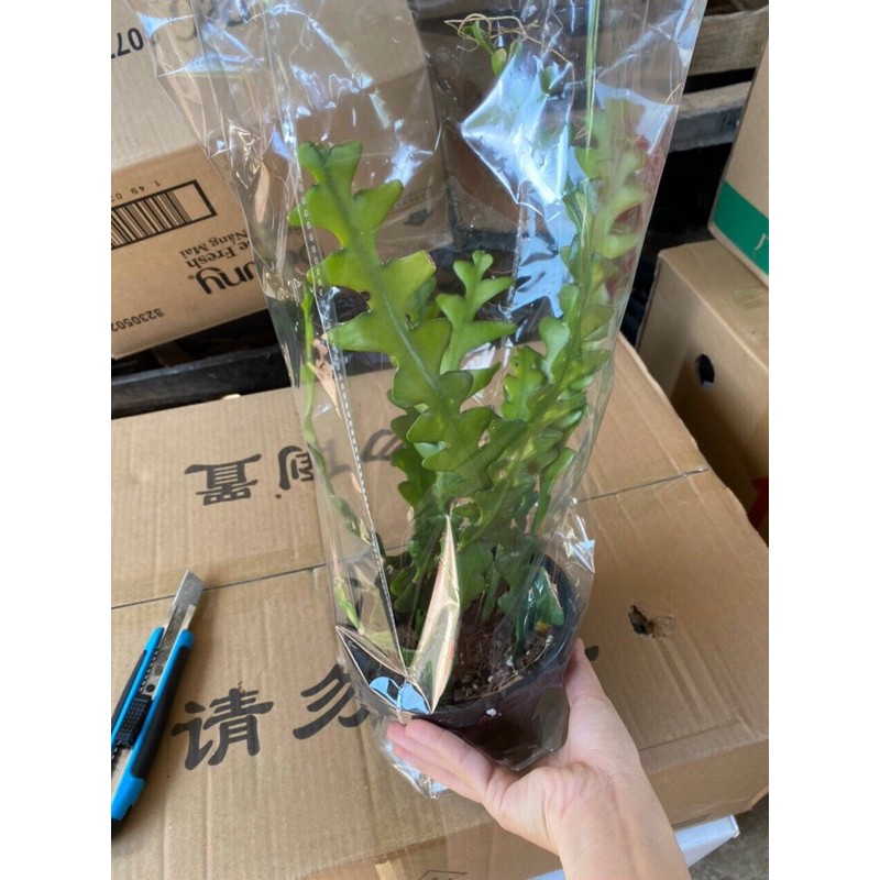 Cây Quỳnh đỏ Mexico - cây quỳnh xương cá