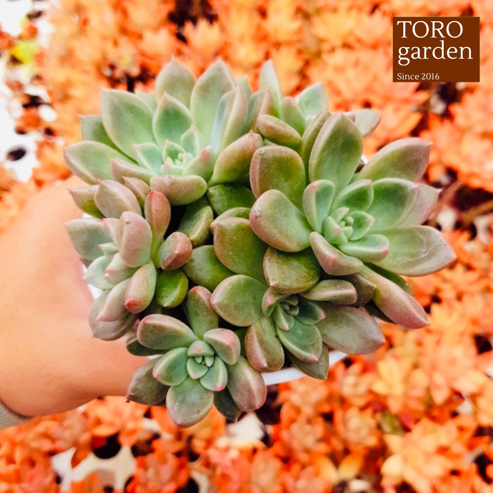 Sen đá aerolite Đà Lạt size trung bình cây cảnh trang trí nhà cửa Toro garden