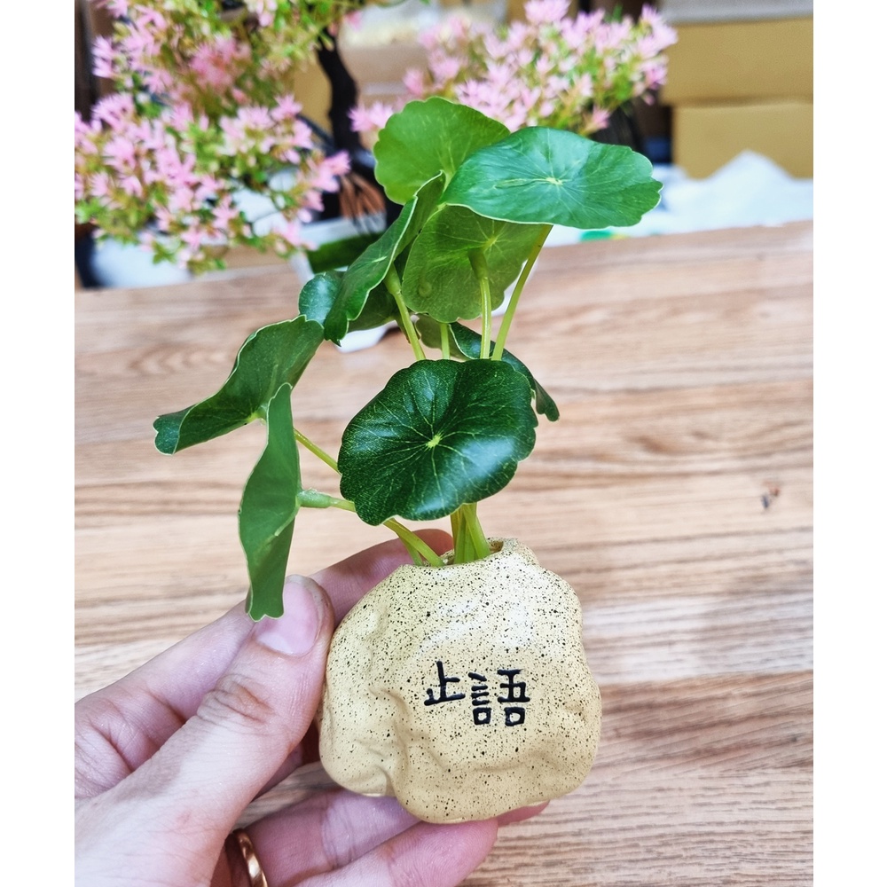 Chậu Cây Mini  - Kèm Nhành Lá Sen Giả Trang Trí