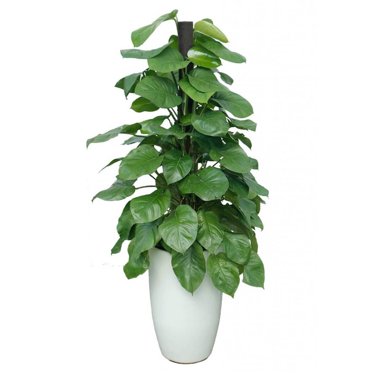 Siêu phân bón chuyên dùng cho cây kiểng lá và monstera_Đâm chồi mạnh, cứng cây, rễ khỏe, lá to, dày lá, mập cây 700gr