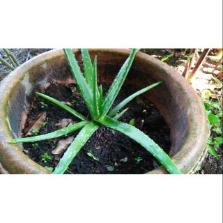 Cây giống NHA ĐAM MỸ 5 cây