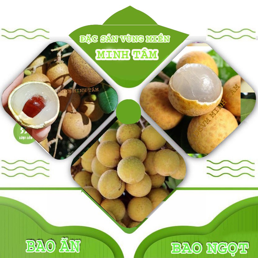 Nhãn Xuồng quả to ngon ngọt Bao ăn từng trái