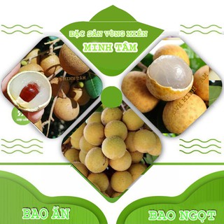 Nhãn Xuồng quả to ngon ngọt Bao ăn từng trái [ CHỈ GIAO TPHCM]