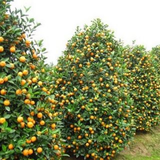 Quất (Tắc)