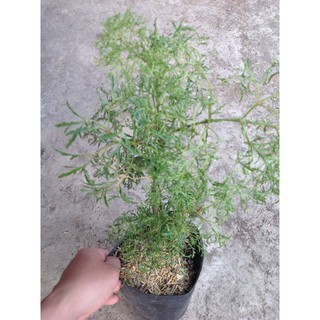 Cây Đinh Lăng - Cây cảnh sân vườn