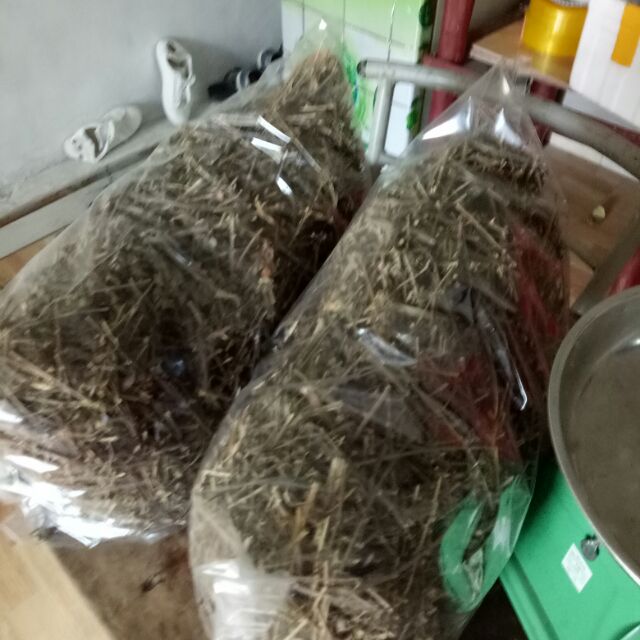 Cà gai leo