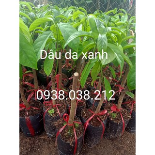 CÂY GIỐNG DÂU DA XANH
