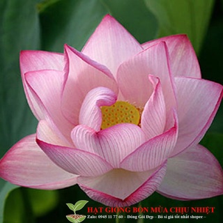 GÓI 5 HẠT GIỐNG SEN TA( SEN HỒNG VN)