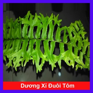 Caykiengsadec - Cây Dương Xỉ Đuôi Tôm - cây cảnh để bàn