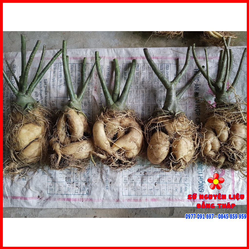 Sứ thái, Sứ nguyên thủy, Sứ nguyên liệu - sứ thái củ đẹp siêu to chậu 9